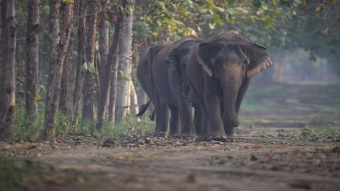 'Doubts and allegations cleared': Vantara hails Supreme Court ruling on elephant acquisition