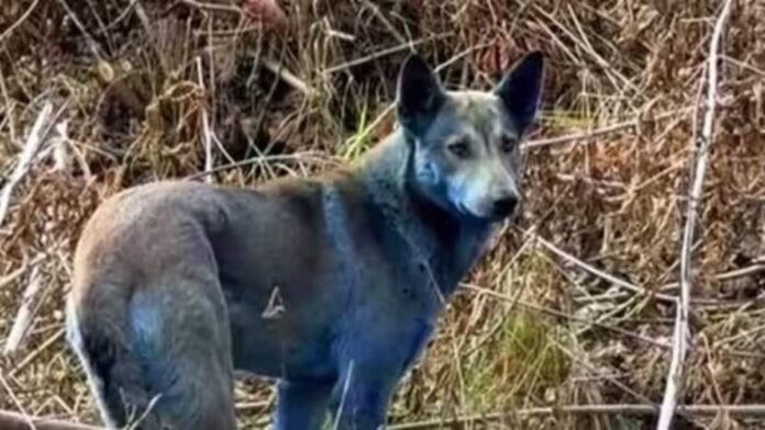 Blue canine mystery of Chernobyl solved? Researchers say fur colour of dogs may not be…