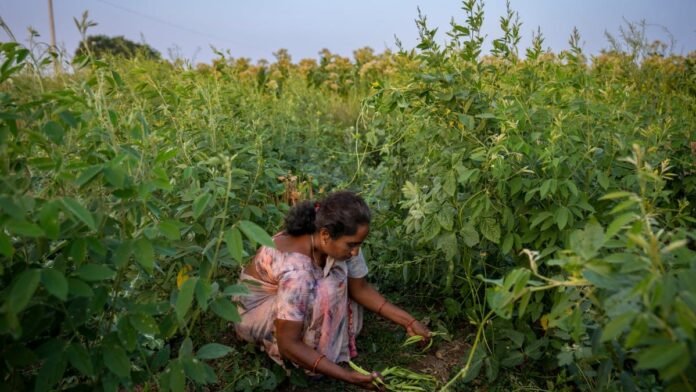 ‘India on path of becoming global hub of organic farming’: PM Modi bats for pro-climate cropping