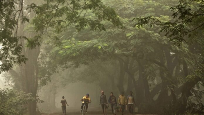 India rises to 9th spot in forest cover ranking, third in net-gain: UN report