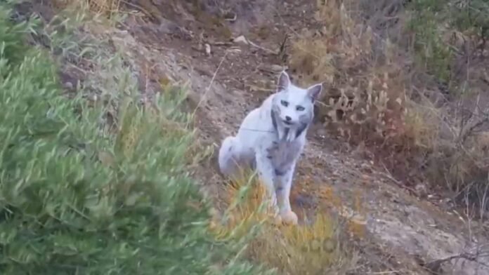 White Iberian lynx is not mythical, photographer captures leucistic big cat in Spain | Watch