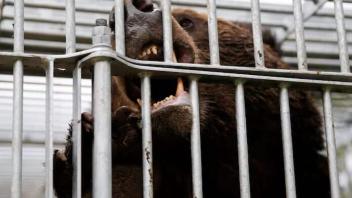 Japan launches operation to tackle deadly bear attacks