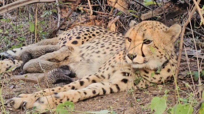 Watch | Project Cheetah scores big: India-born Mukhi gives birth to 5 healthy cubs