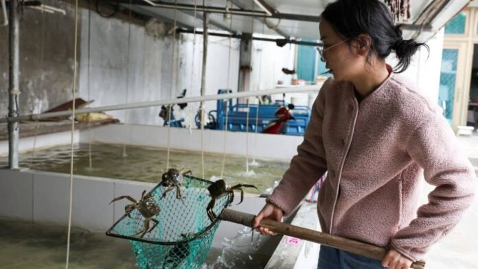 China’s hairy crab farmers struggle to survive rising heat and erratic summers