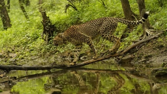 International Cheetah Day: How the big cat has thrived in India since launch of Project Cheetah