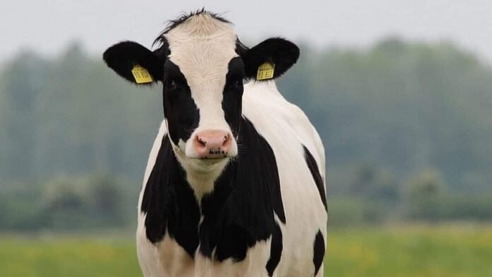 China-EU trade tensions deepen as Beijing slaps new tariffs on cheese and cream imports