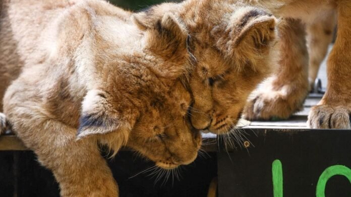 Asiatic lions thrive again as Gir Park celebrates their powerful return