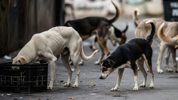 Are dogs being massacred in India's cyber city Hyderabad? Police probe mass canine deaths