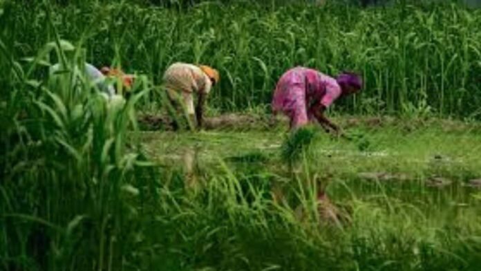 Economic Survey 2026 flags climate, water challenges amid steady agricultural growth