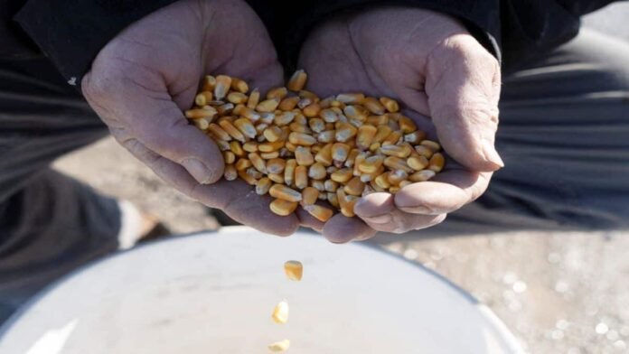 Mega monsoon sets India to record $18 bn fertiliser imports — another bumper crop year in sight?