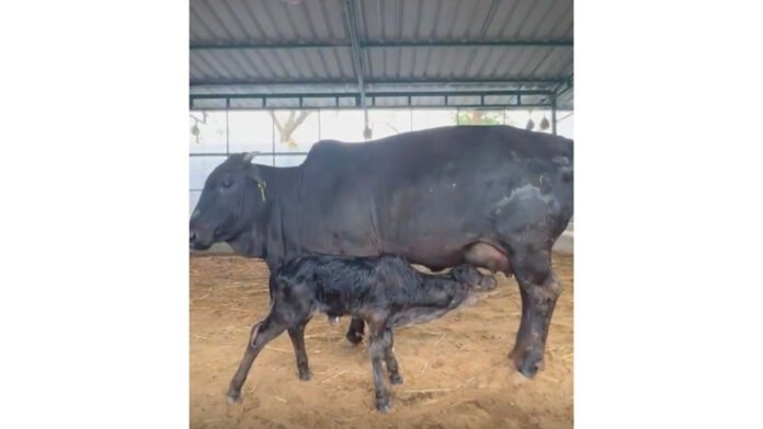 *Gujarat&rsquo;s DHUNN Charitable Trust Announces Historic Miniature Breeding Triumph: 20-Inch Calf &lsquo;HARINI&rsquo; Born To Registered Indigenous Parents Petlad/Dharamraj, Gujarat*-PNN